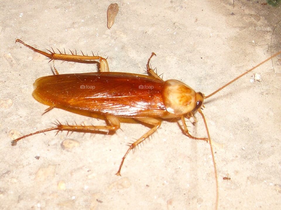 insect bug cockroach roach by gnagulf