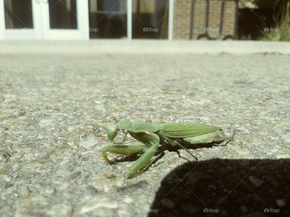 wounded mantis