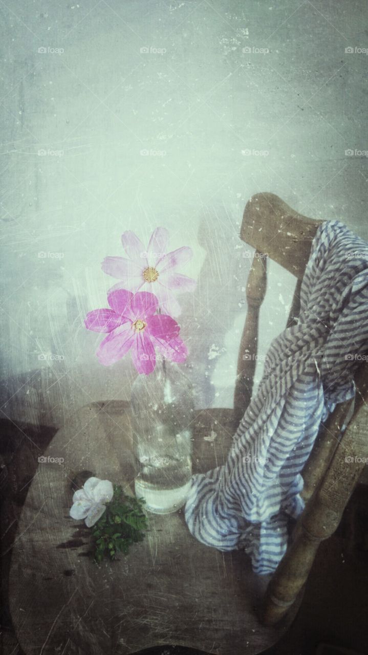 old photograph. pink cosmos 🌸,  a scarf, a branch 🌿, a bloom, a chair and the light 💡