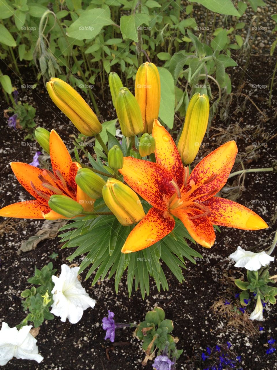Speckled tiger lily
