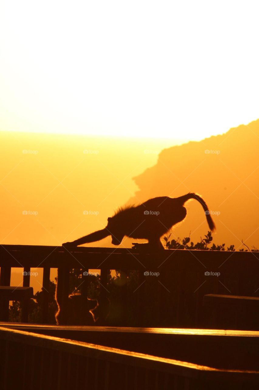 Two baboons silhouetted while playing in Plettenburg Bay, South Africa 🇿🇦