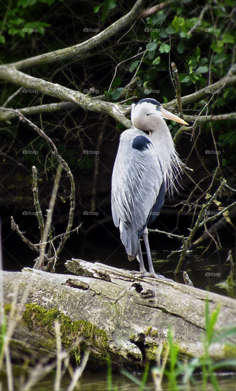 animal bird proud heron by landon