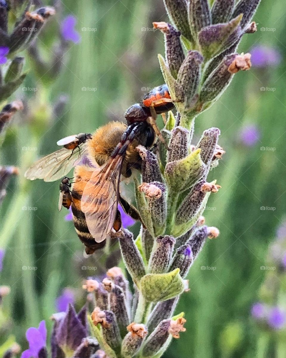 Bee