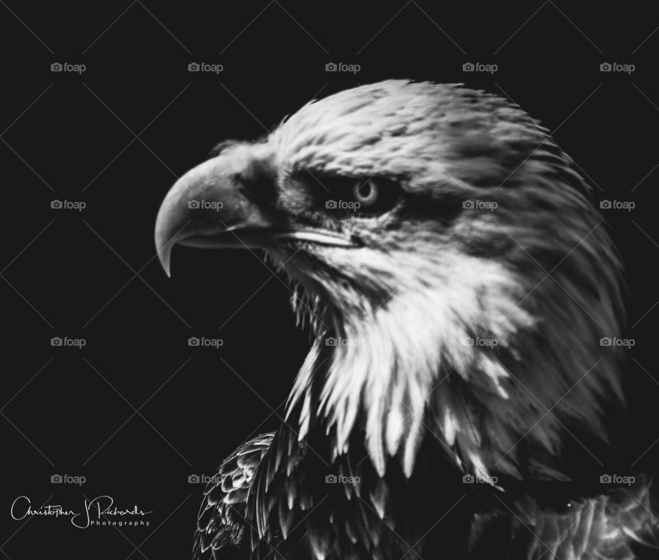 Eagle