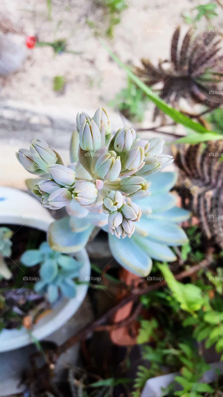 Succulent blooming