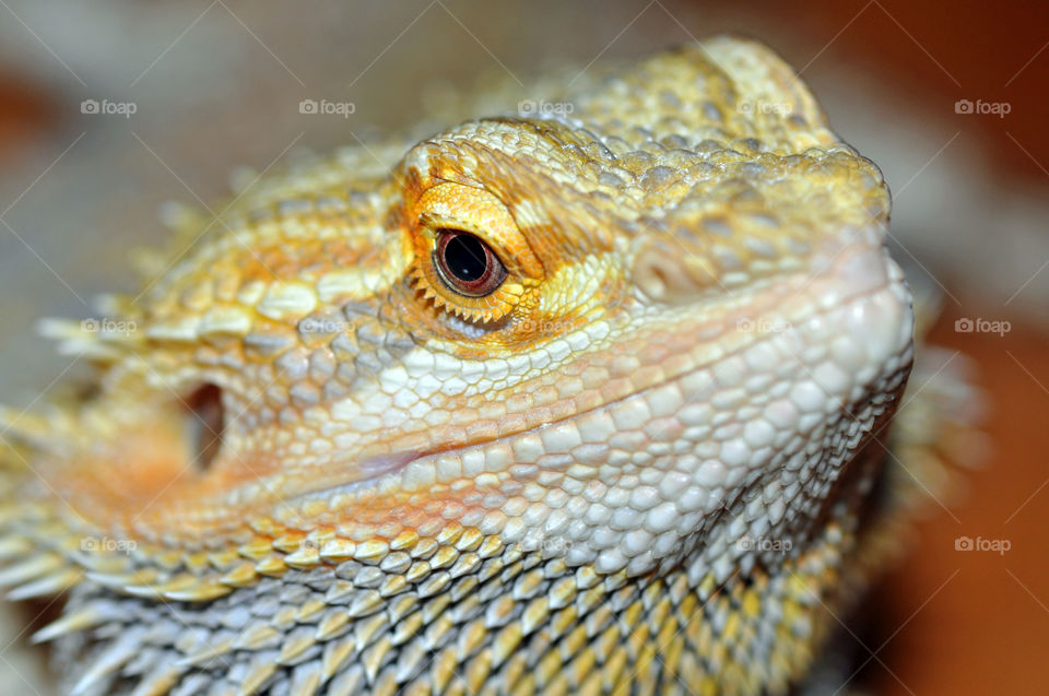 Bearded Dragon, Close-Up