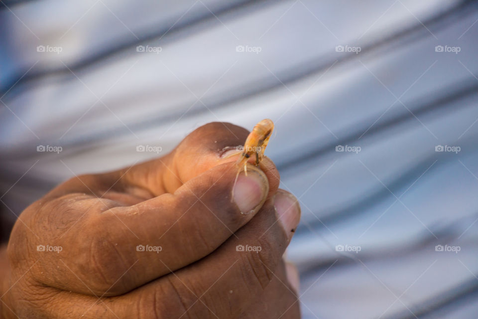 Small shrimp to catch fish