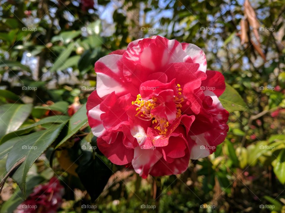 camellia