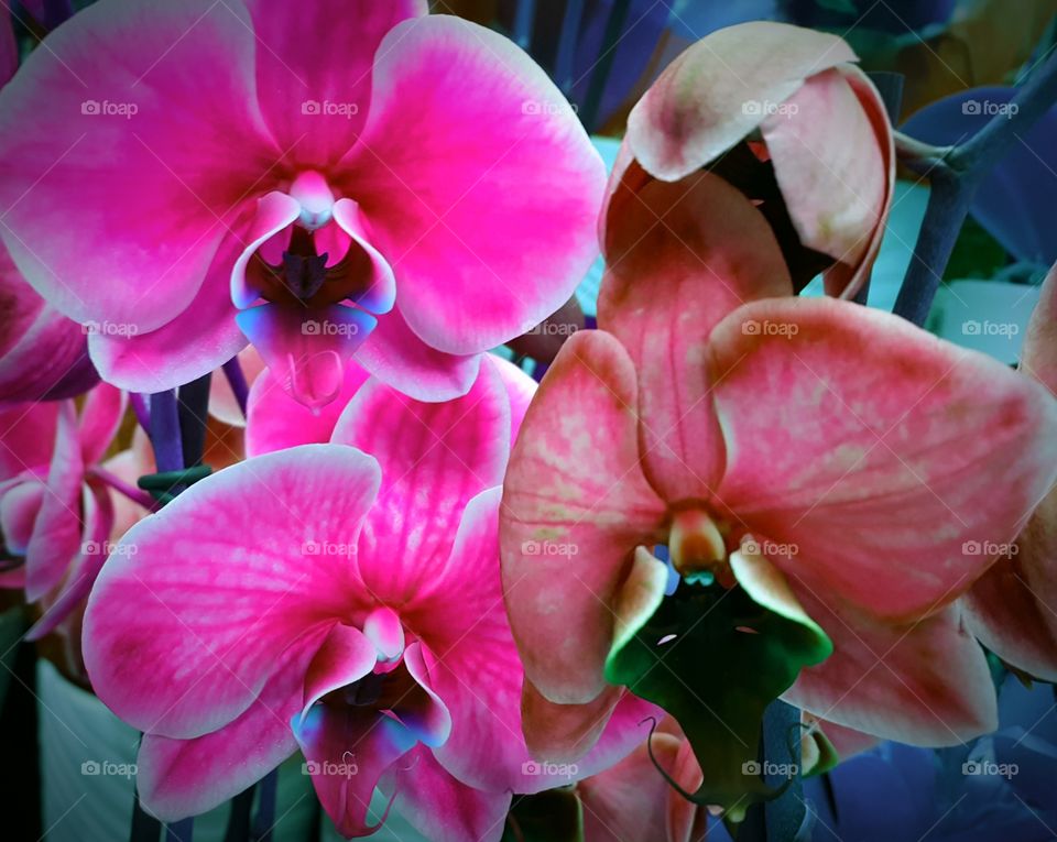 orchids