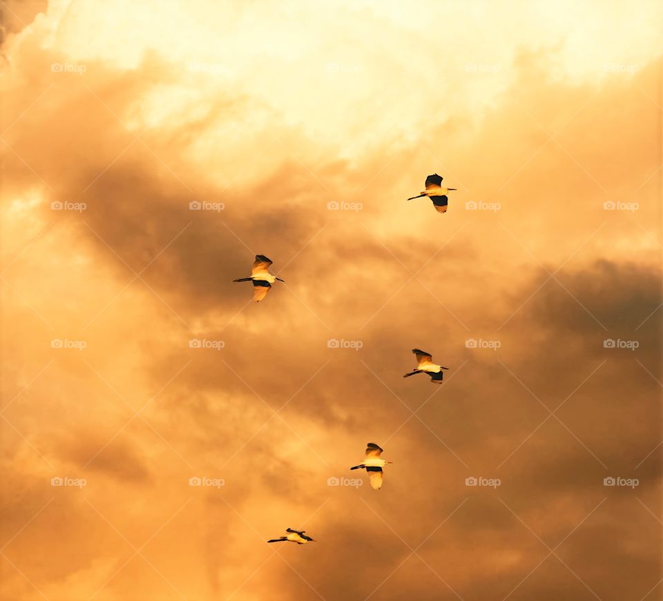 Egret - birght cloudy  sky