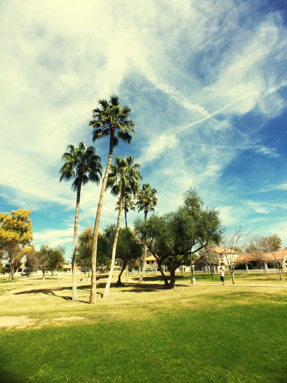 Trees in a park