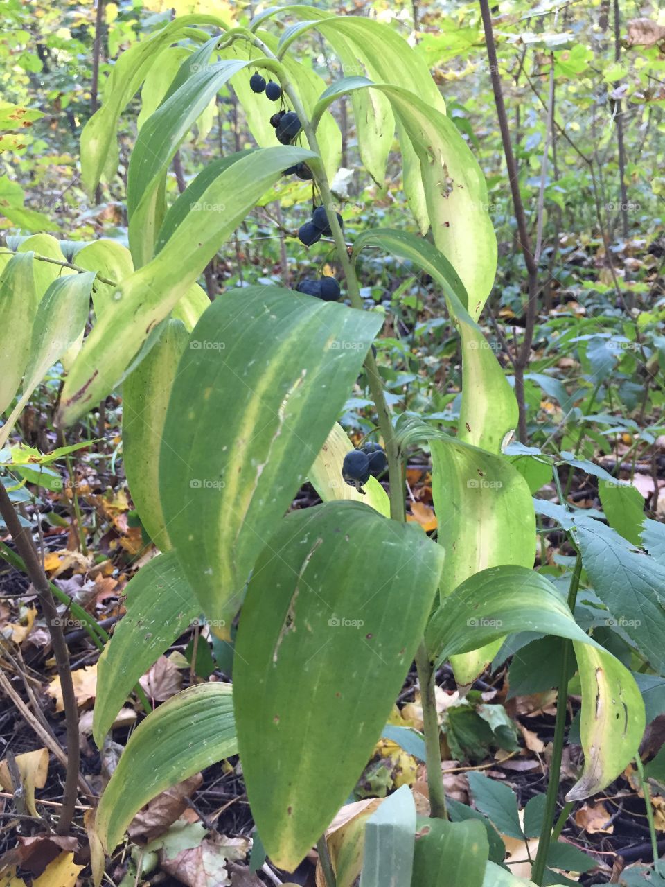 Solomon’s seal 