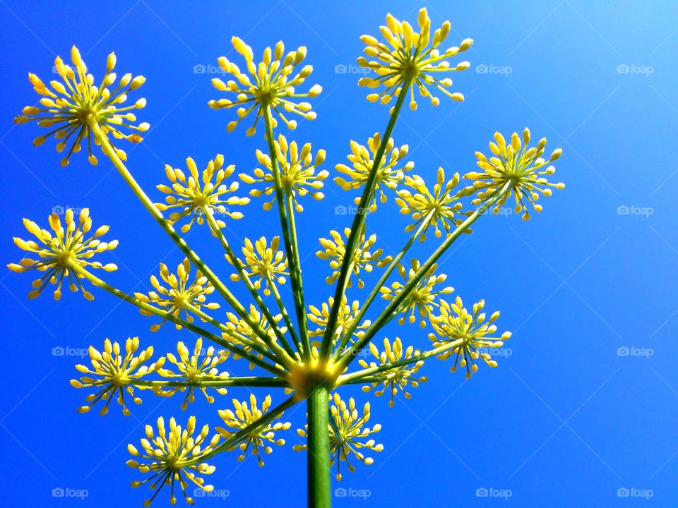 Yellow Flowers