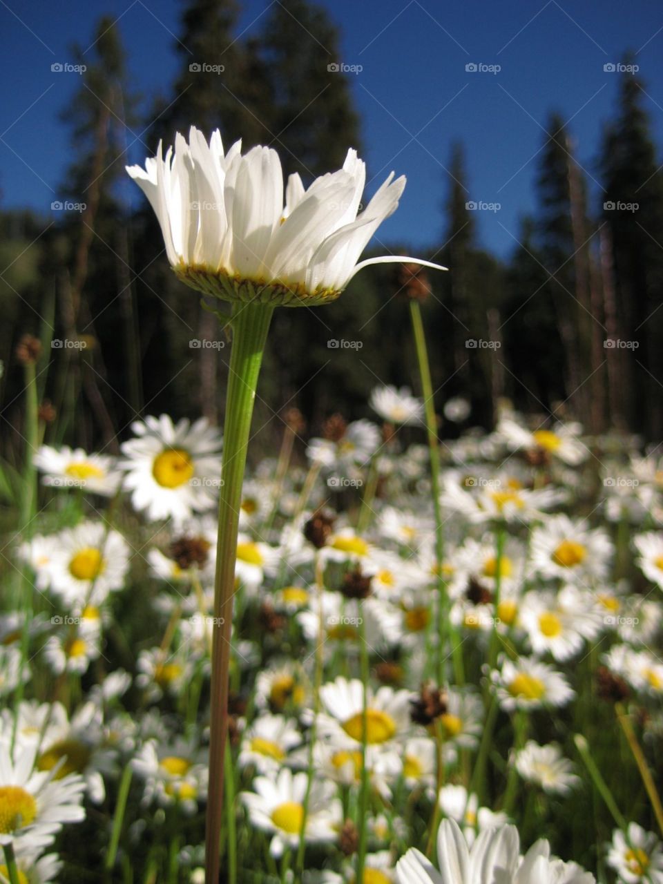 wild flowers. wild flowers growing in the mountains in northern New Mexico. 