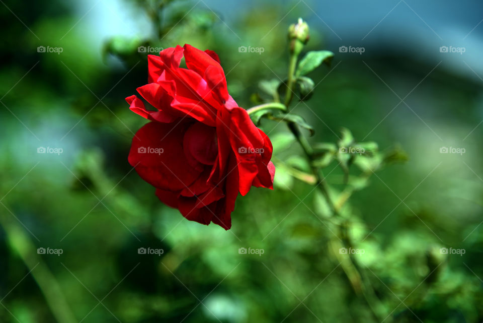 the red rose is looking so beautiful