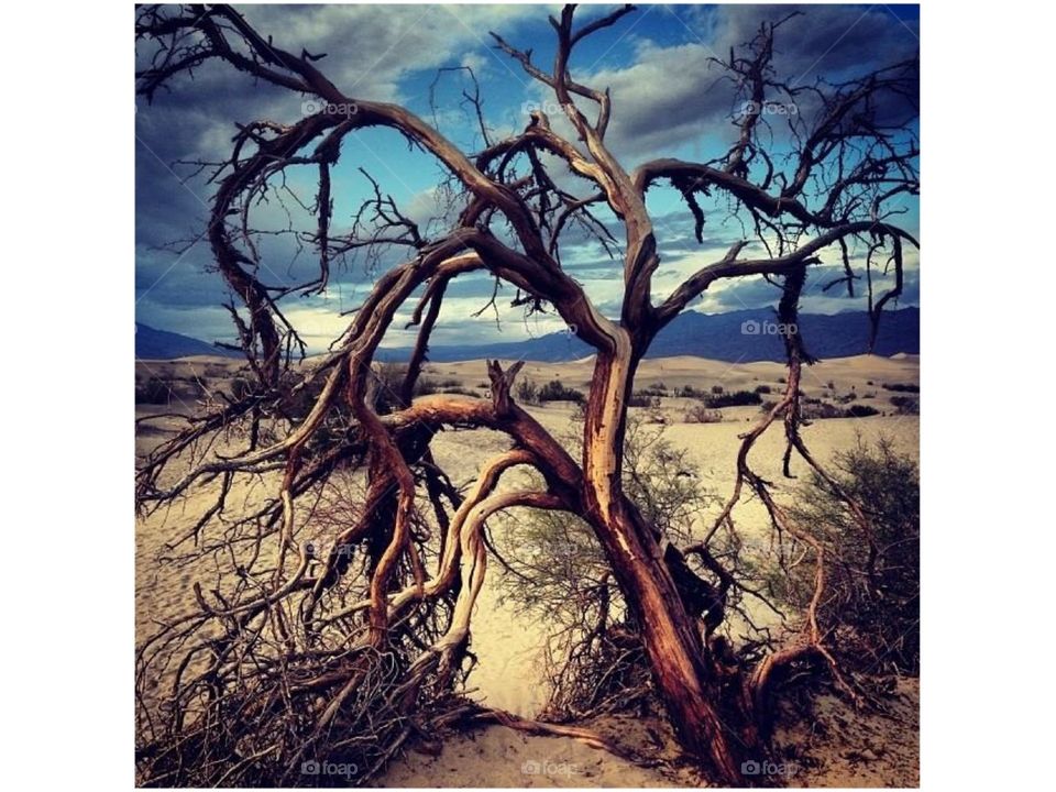 Death Valley " death tree "