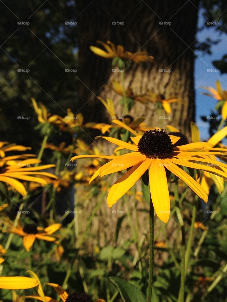 Late Summer Rudbeckia 