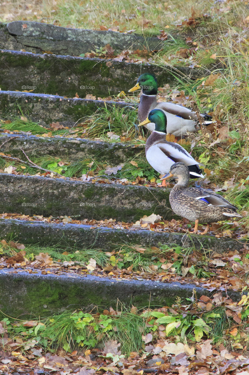 Mallard ducks on stairs