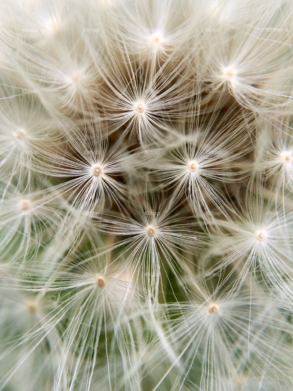 Beautiful dandelion clock