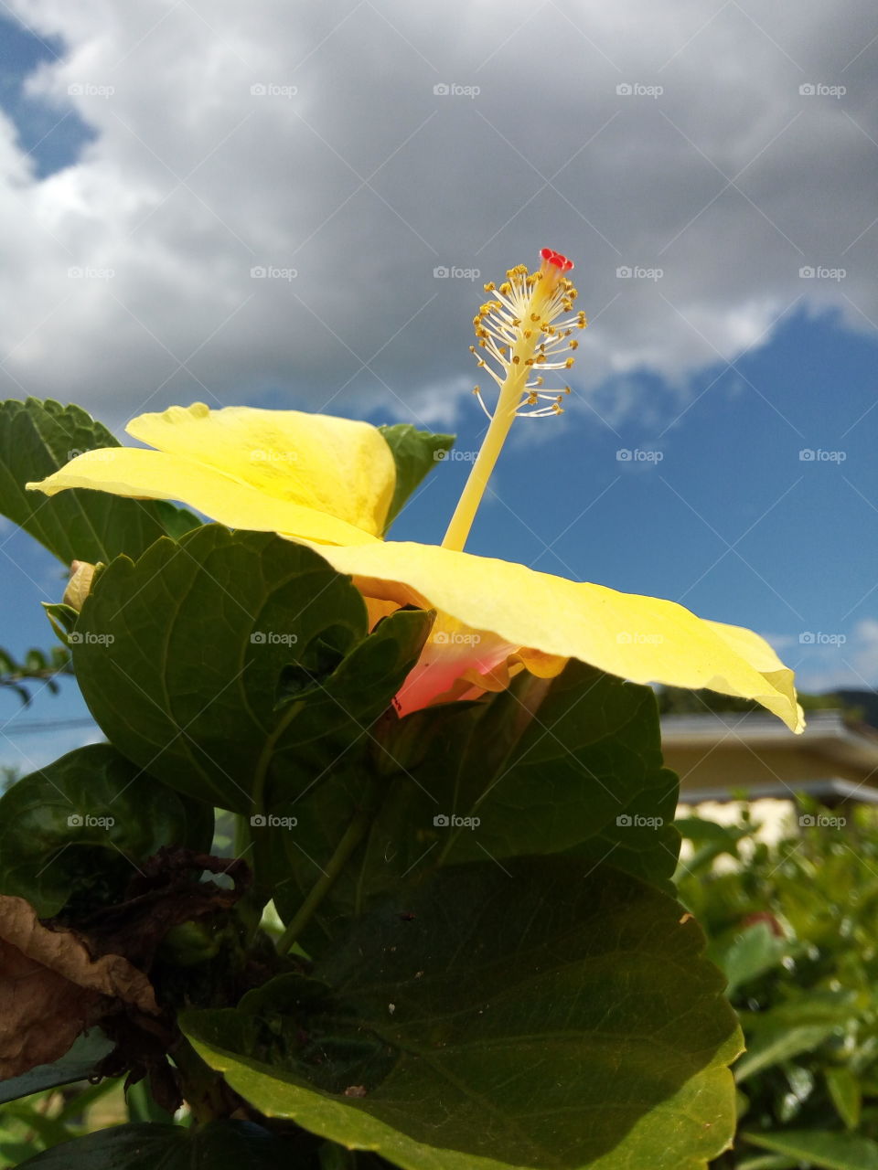 yellow with red centre hibiscus