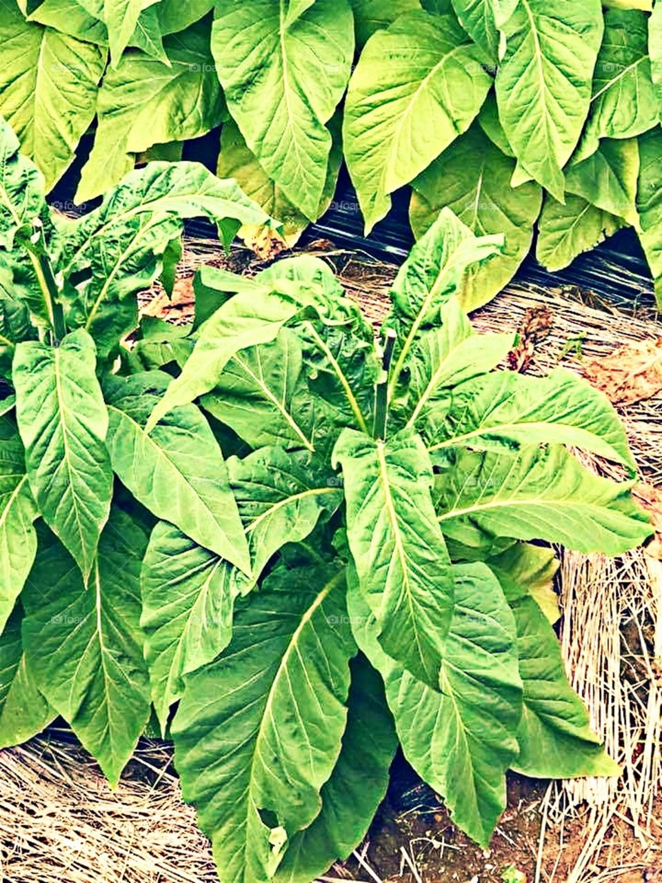 Wide Tobacco Leaves