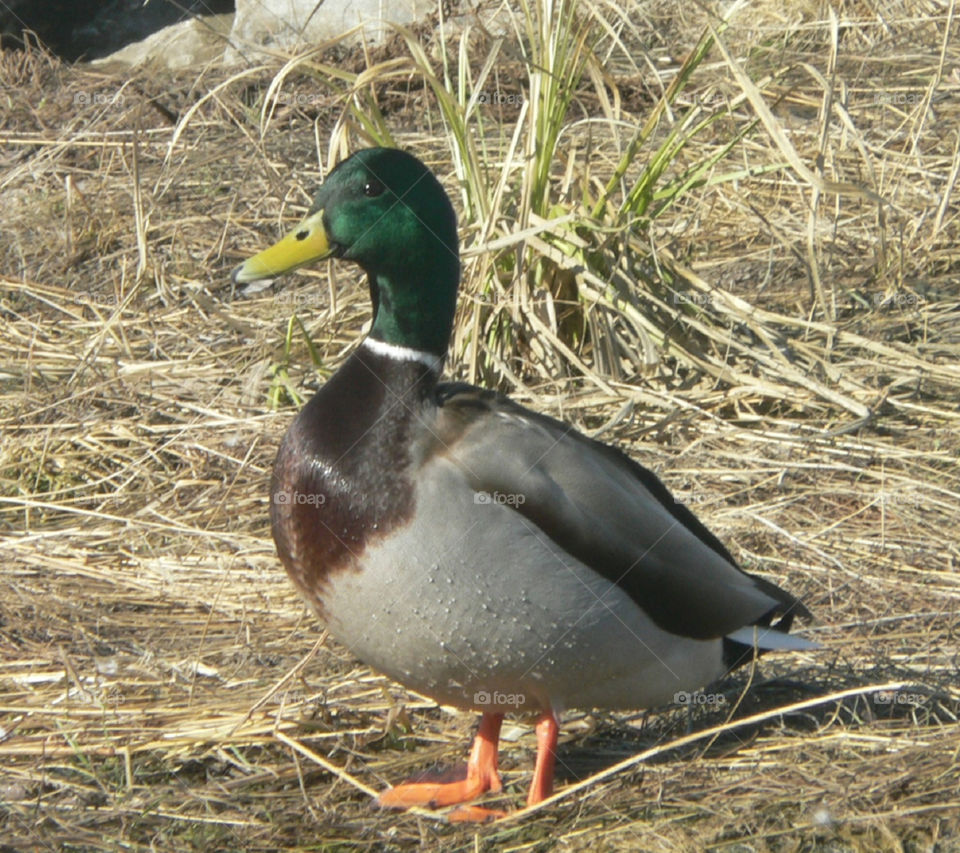 duck