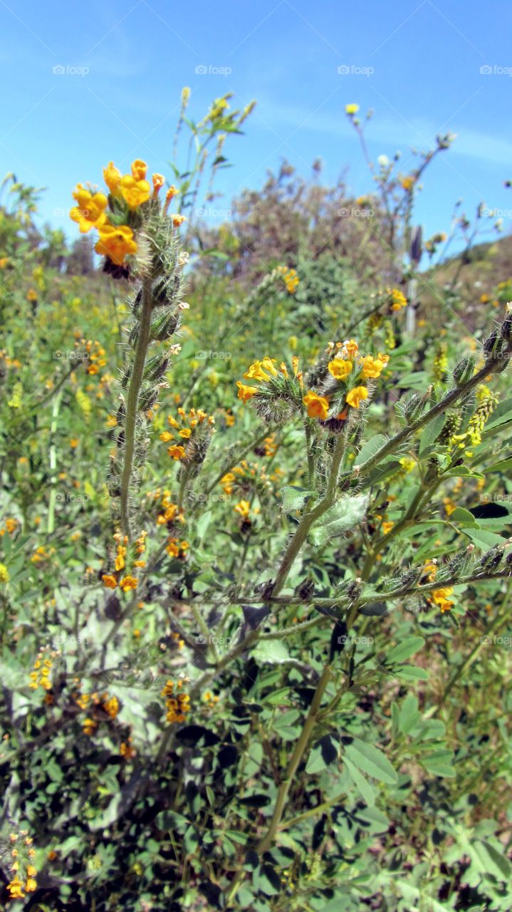 Wild field flowers