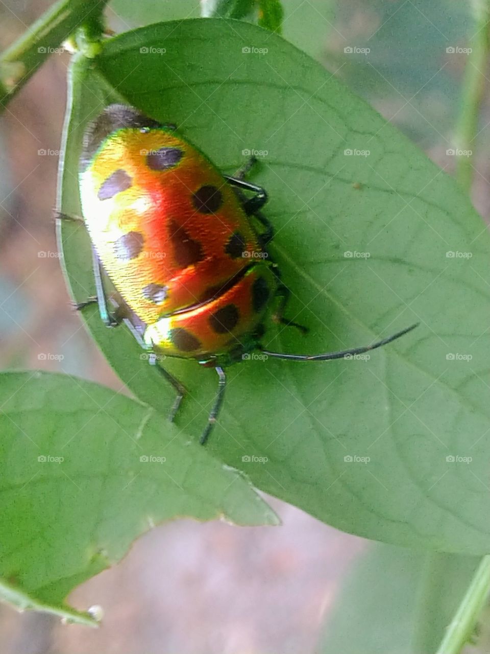 Insects with beautiful colors