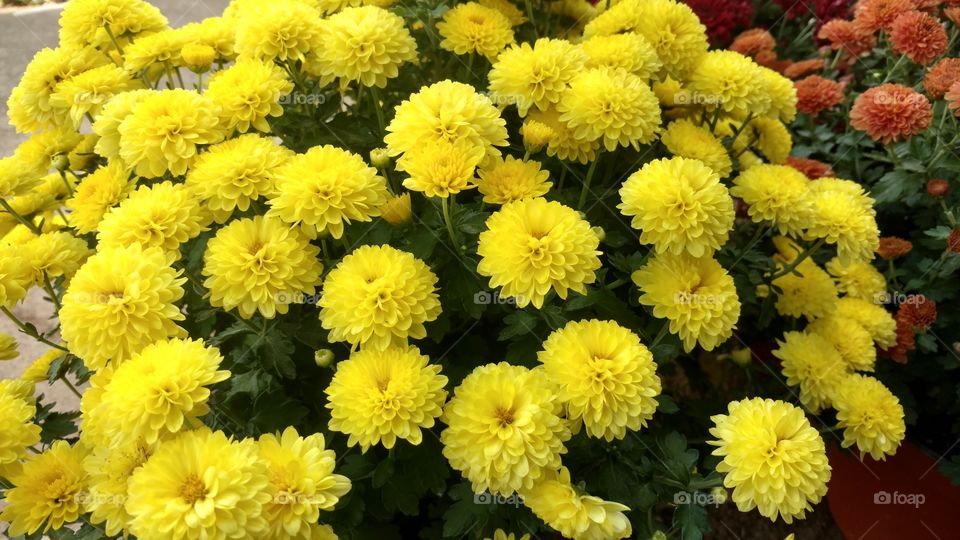 Flower, Nature, Flora, Floral, Garden