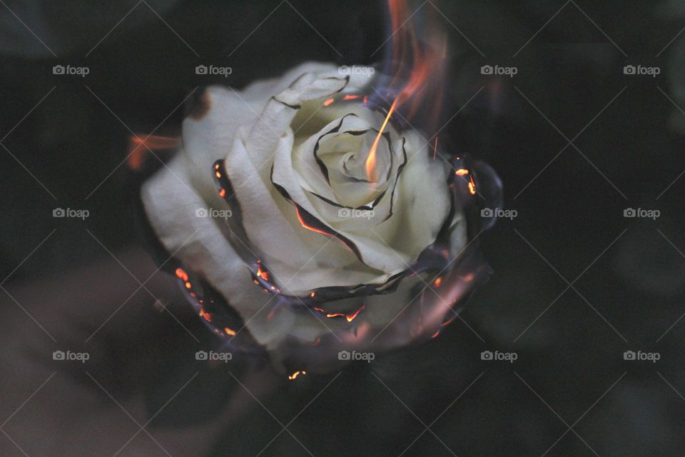 not original flower on 🔥