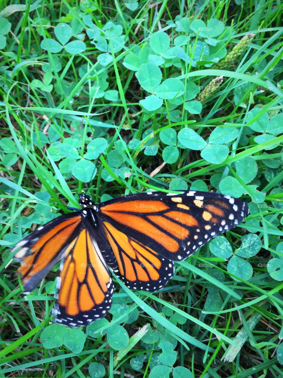 Monarch with left wing broken but still flying strong 
