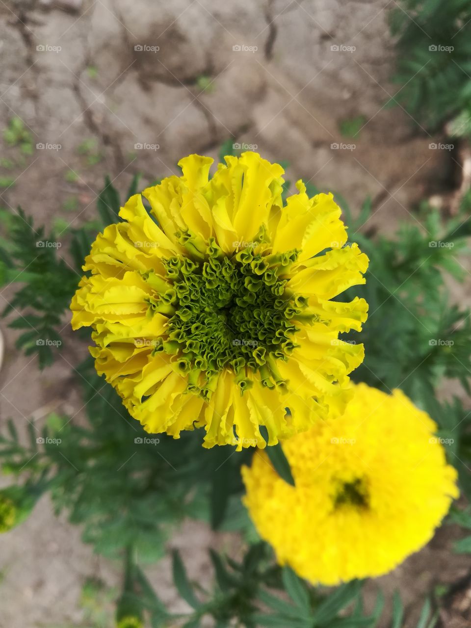 portrait mode naturally cool