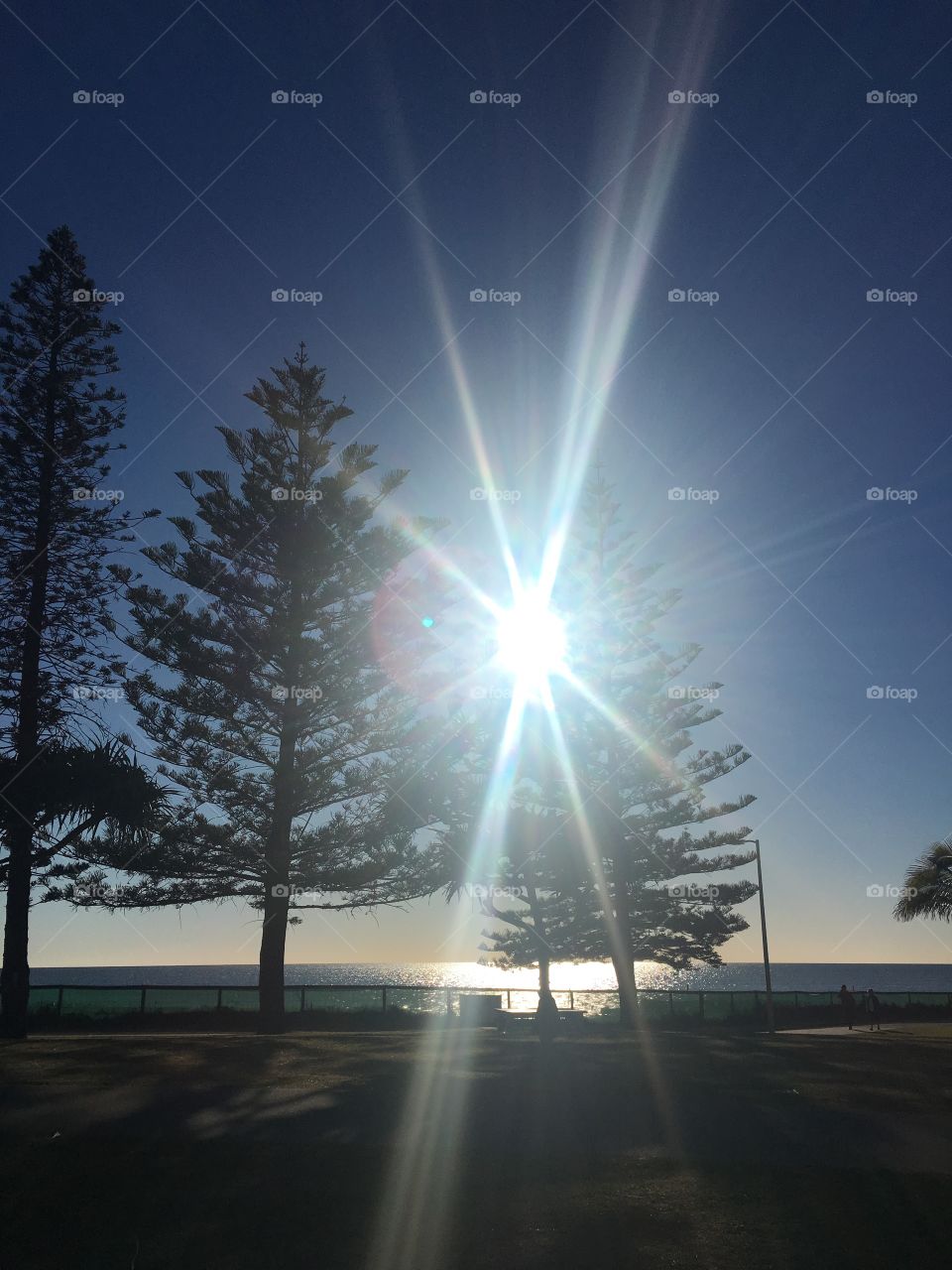 Sunshine through the Pine Tree