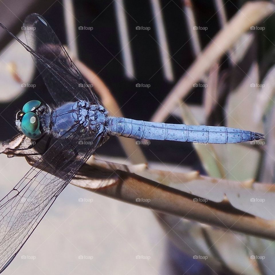 Dragonfly