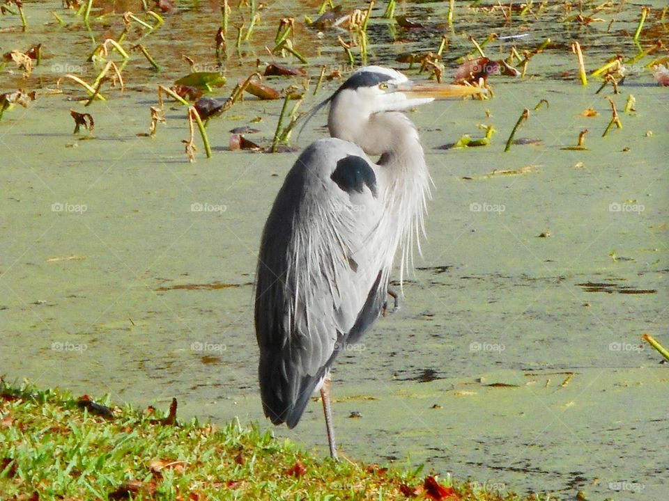 A great blue heron looks out over the water at Lake Lily Park in Maitland, Florida.