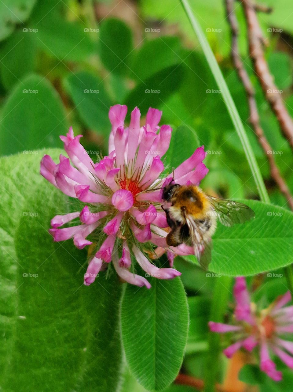 bee on flower