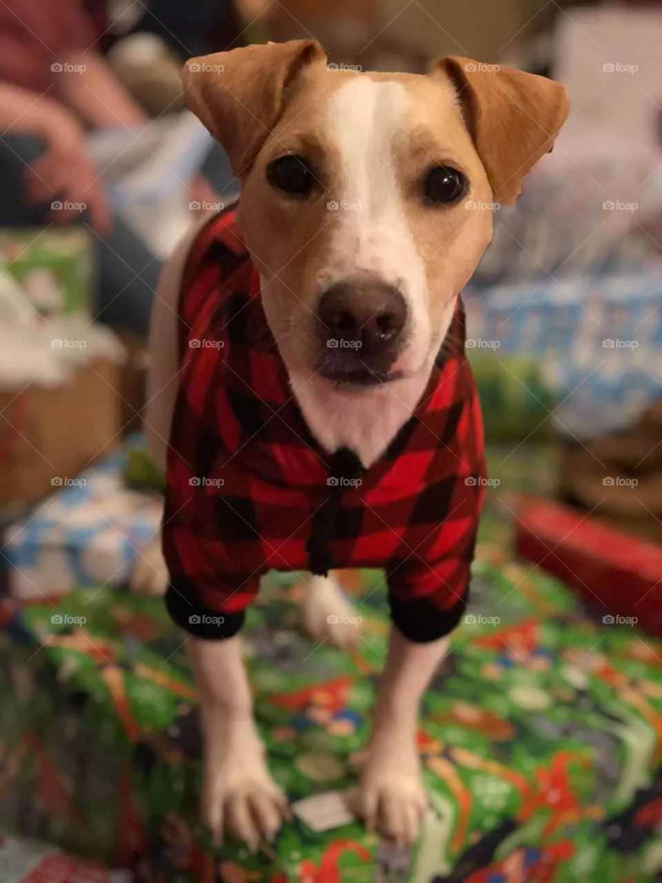 Jack Russell terrier Christmas 