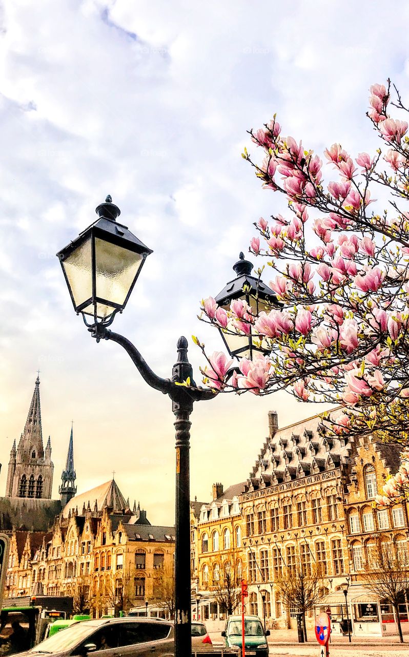 Blooming magnolia on Ypres Square - Flanders