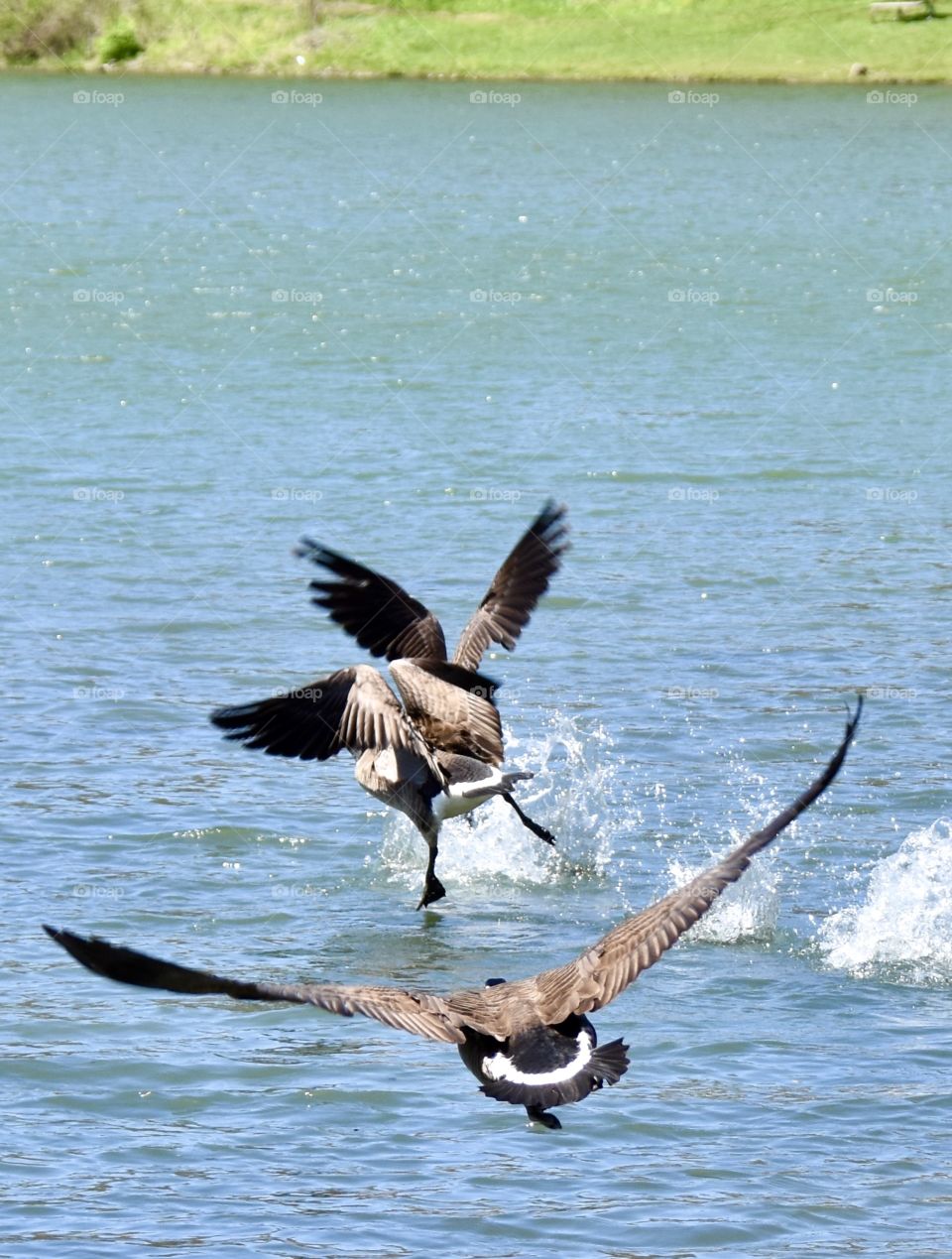 A father goose chasing another goose away from his goslings 