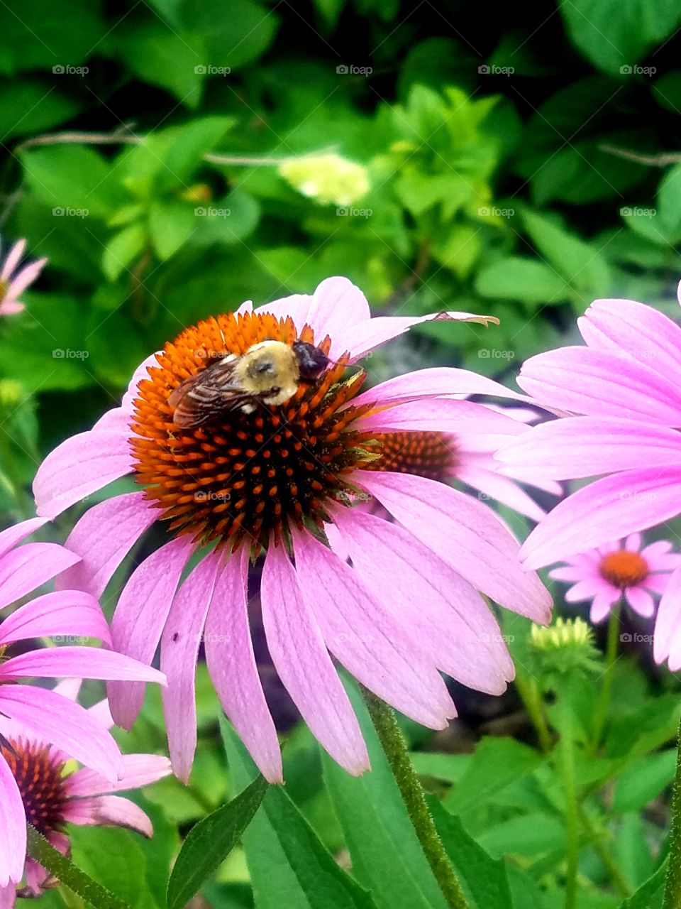 Bumble Bee on a Pink Cone Flower