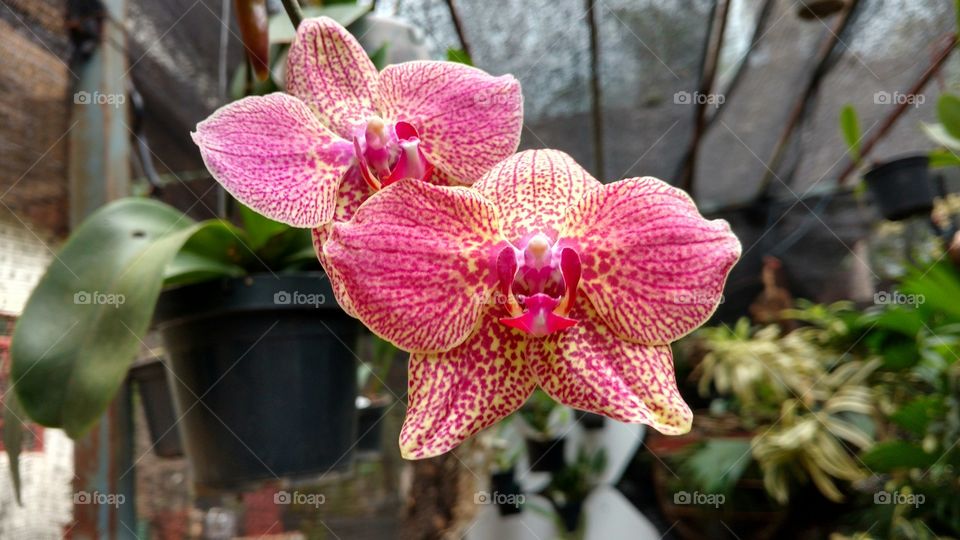 Flowers on flower pot