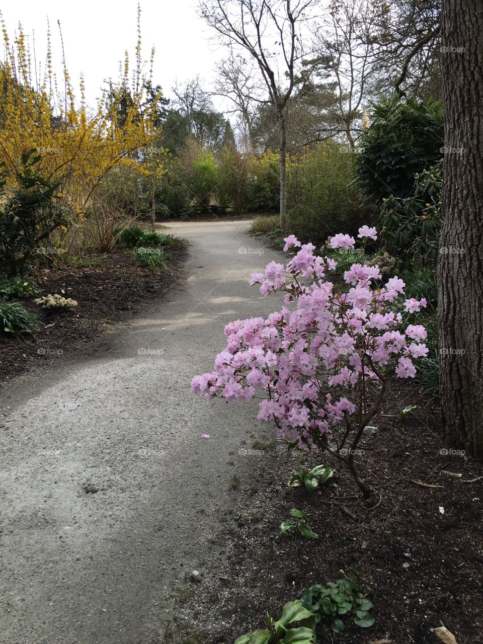 Floral path