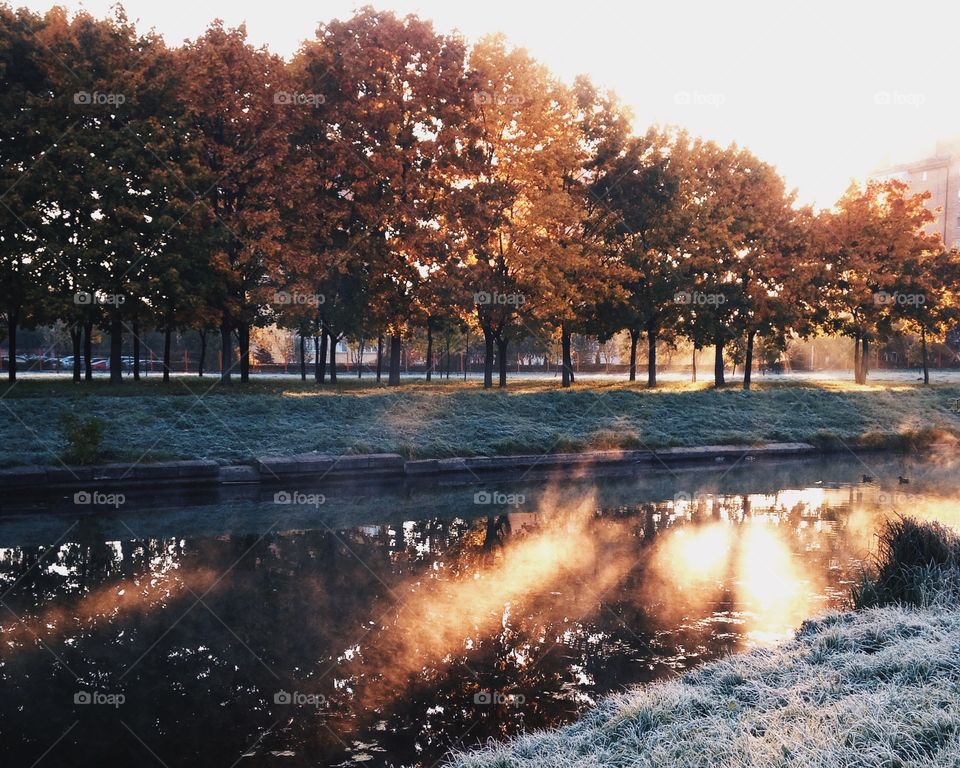 Autumn trees during sunrise