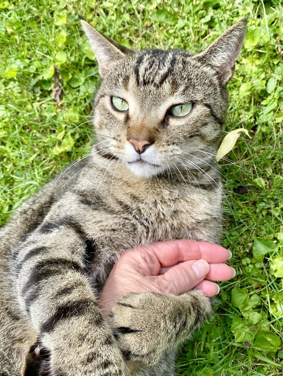 Where do you think you are going?! Tabby cat holding owner’s hand