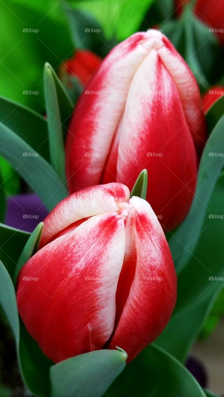 Red and White Tulips