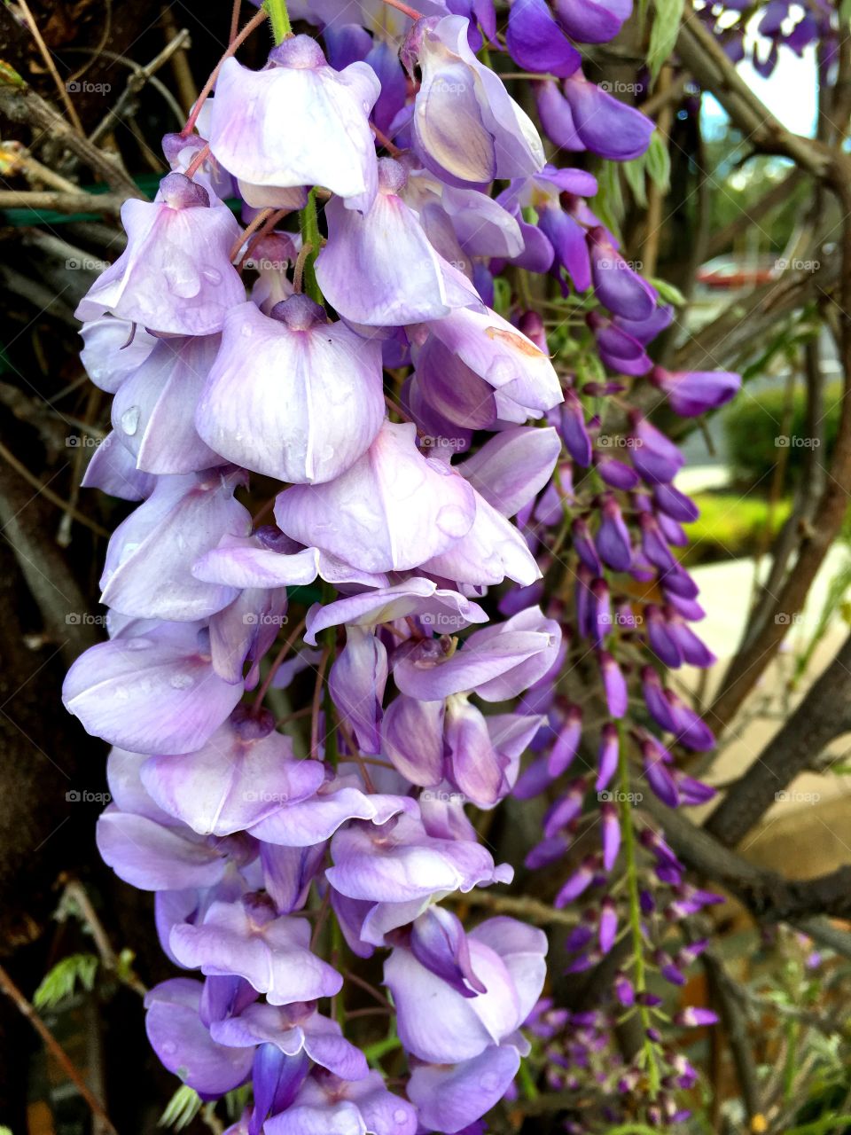 Wisteria