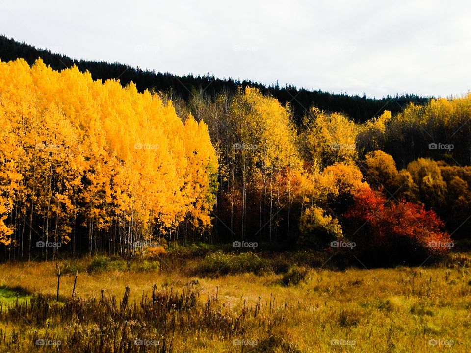 Fall, Landscape, Tree, Wood, Leaf