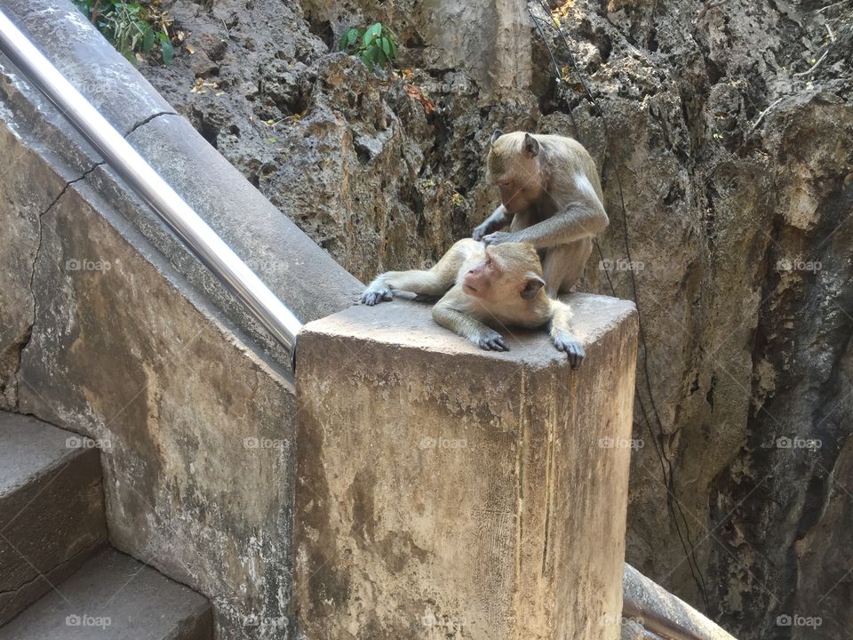 Monkeys guarding the steps at the underground temple in phetchaburri Thailand