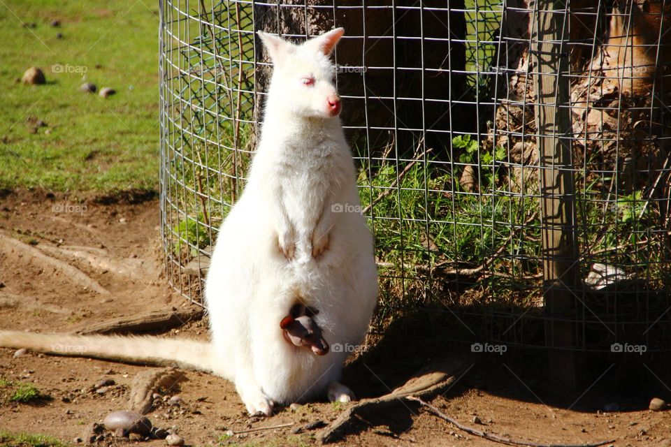A albino kangaroo with a joey