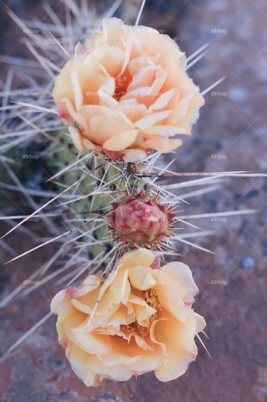 Cactus, Flower, Nature, Desert, Succulent